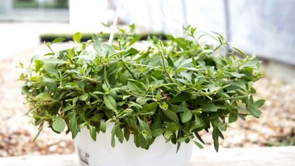 Hanging Basket Regrowing
