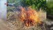 Andria: incendio minaccia gli uliveti in contrada Abbondanza, intervengono i federiciani che chiedono maggior sostegno