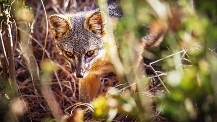 Meet the Tiny Foxes That Shouldn’t Be Alive