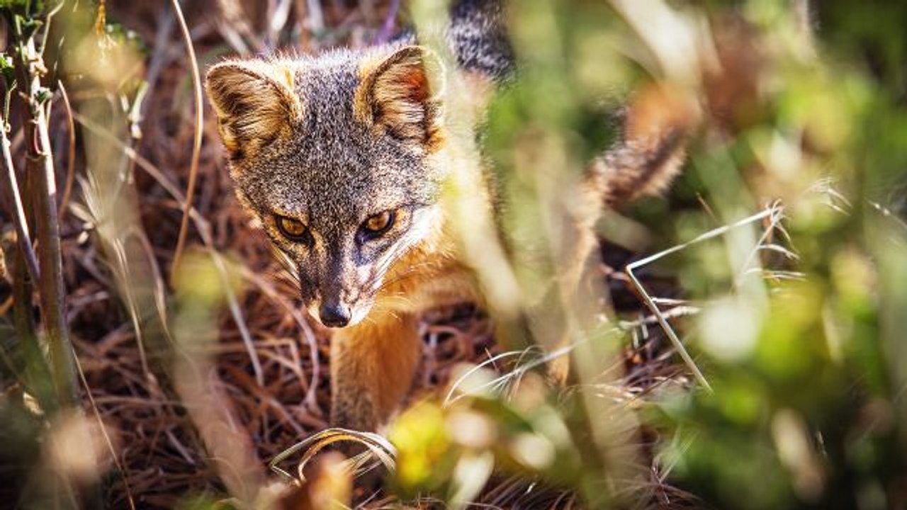 Meet the Tiny Foxes That Shouldn’t Be Alive