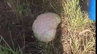 Destroying Mushroom With A Bat