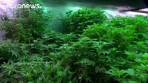 Estados Unidos mantiene la marihuana en la lista de drogas más peligrosas