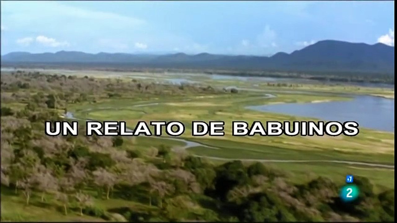 Un relato de babuinos