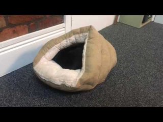 Dachshund Has Interesting Reaction to His New Bed