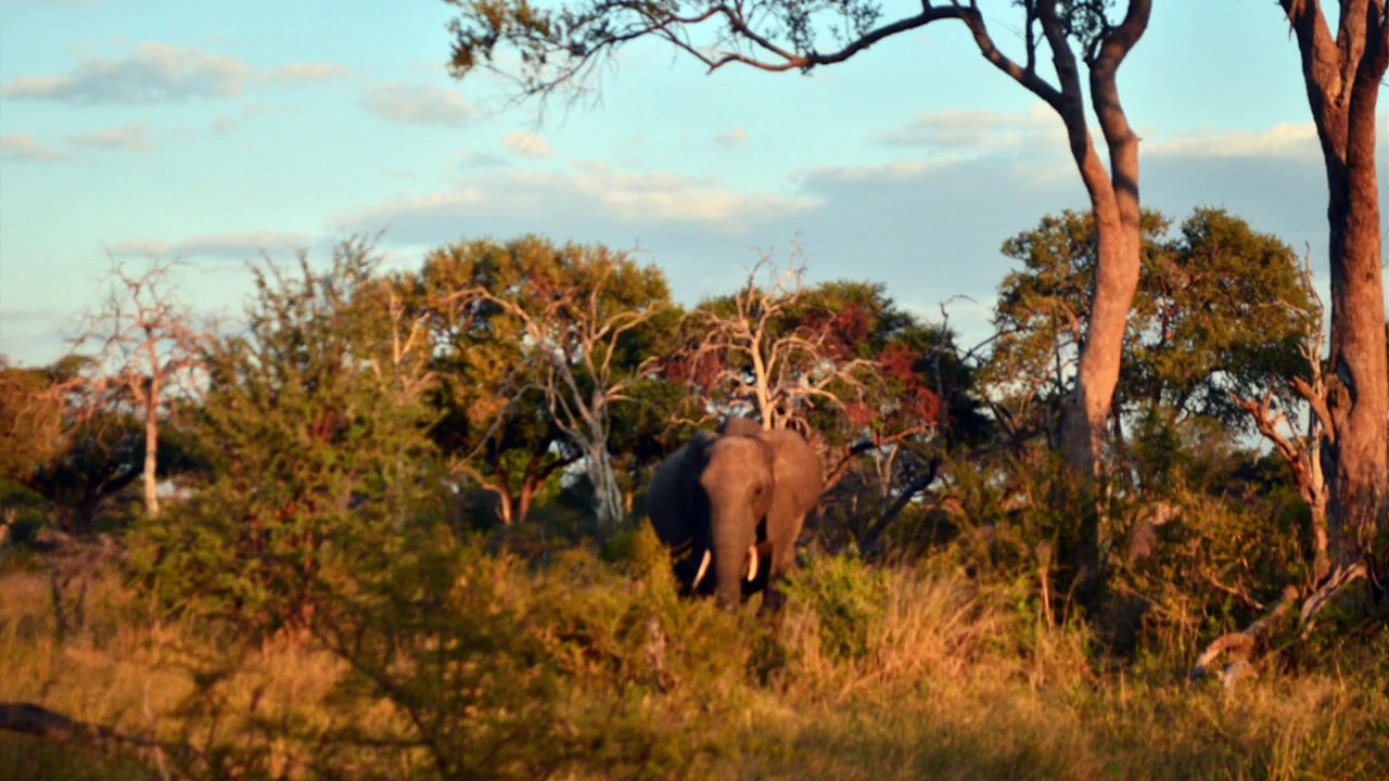 Zimbabwe Tourism Rates Decrease