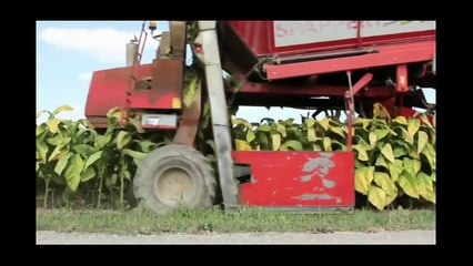 Download Video: Amazing tobacco harvesting machine  new modern agriculture farm equipment compilation 2016