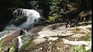 Doggies at the waterfall