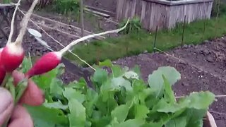 1st radish and April 27th 2016 seedling upate