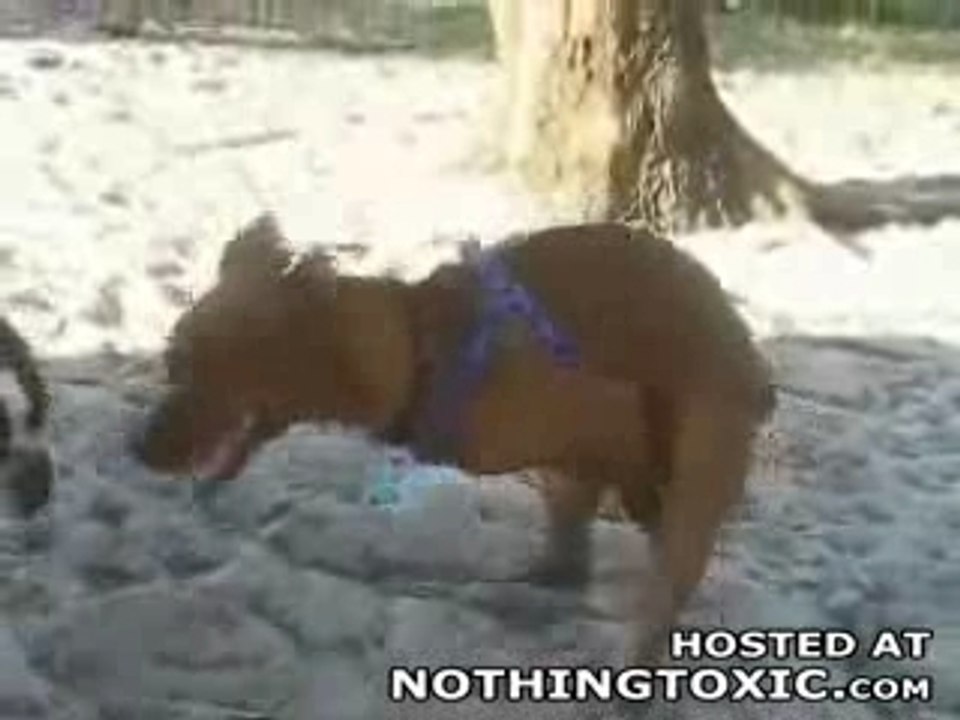 Funny: Maniac Dog