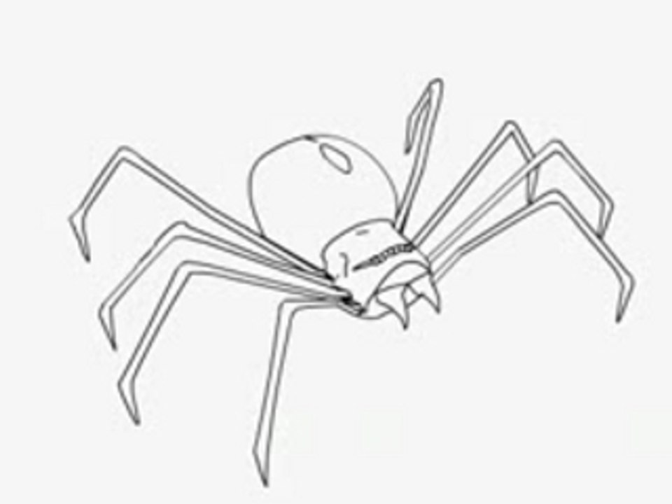 Modélisation d'une araignee 3D