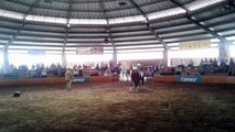 Feria lagos 2016