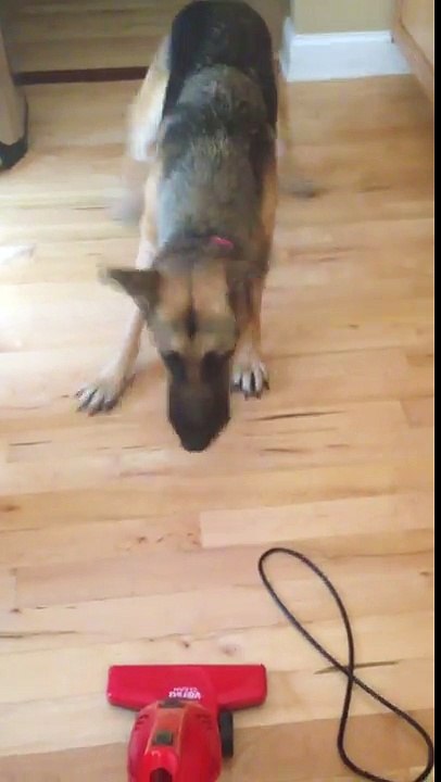 Dog and vacuum cleaner | funny dogs