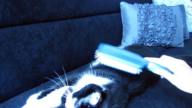 ASMR. Binaural Soft Faux Fur Touching and Brushing Sounds. Purring. Soft Spoken