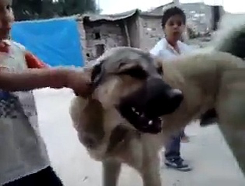 Çocuk ile kangal köpeğinin dostluğu