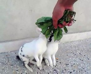 the most beautiful rabbits