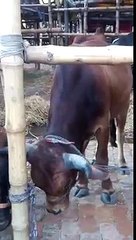 Red bull , gabtoli 2016 mad ,qurbani dhaka bangladesh .