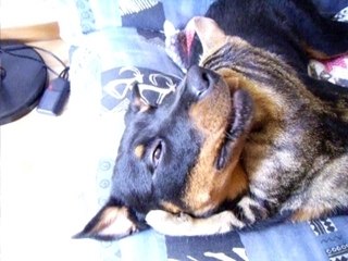 petit calin chien chat