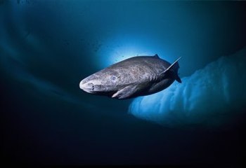 En Uzun Ömürlü Omurgalı: Grönland Köpek Balığı