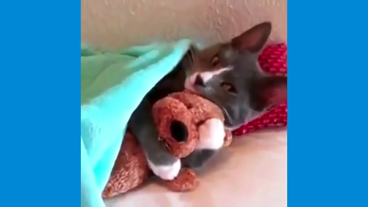 Video drole de chute d'animaux-video drole chat