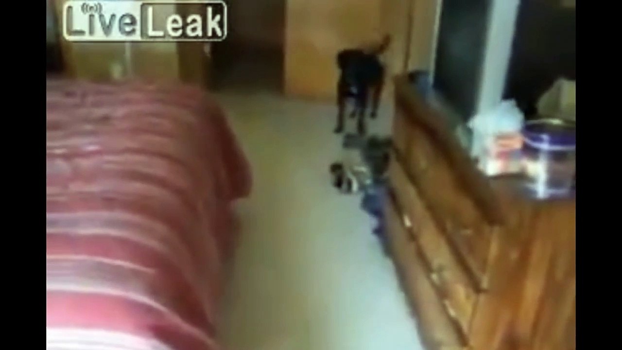 Dogs just don't want to bath - Funny dog bathing compilation