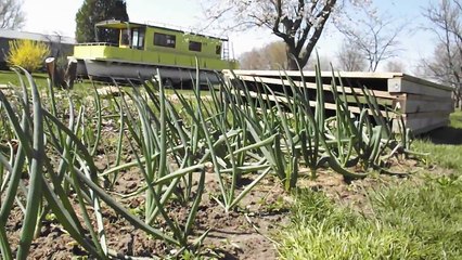 Spring onions update