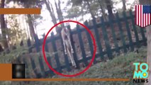 Polisi menyelamatkan rusa yang terjebak di pagar - Tomonews