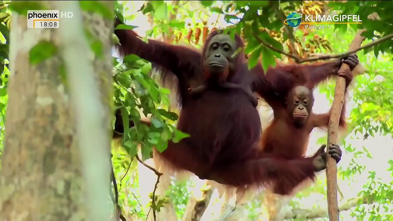 Palmöl - Vom Urwald in die Schokocreme