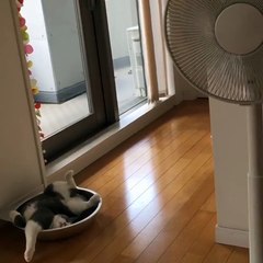 cat sleeps in tiny bowl