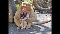 Monkey Adopts A Puppy, Defends It From Stray Dogs !