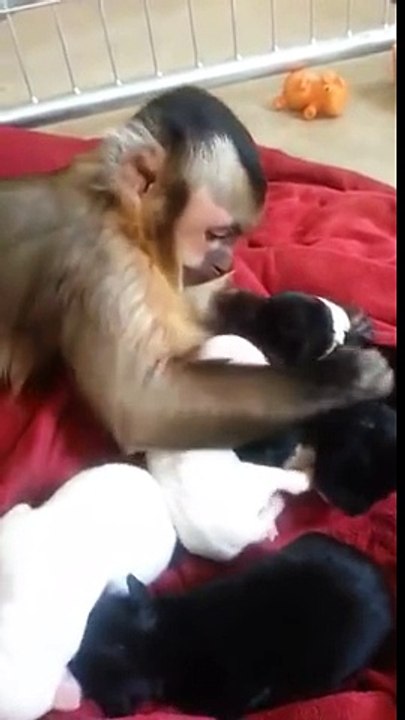 Monkey and his new puppies !