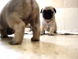 mops pug puppies 30 days old !