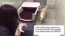 Mother dog reunited with puppies in heartwarming video !