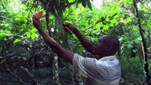 Non-melting chocolate made in Togo | Business