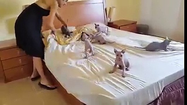 Riuscireste a rifare il letto mentre ben 9 gatti ci saltano sopra?