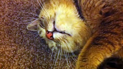 Cat listening to Quran - Bangalore Prayer Times