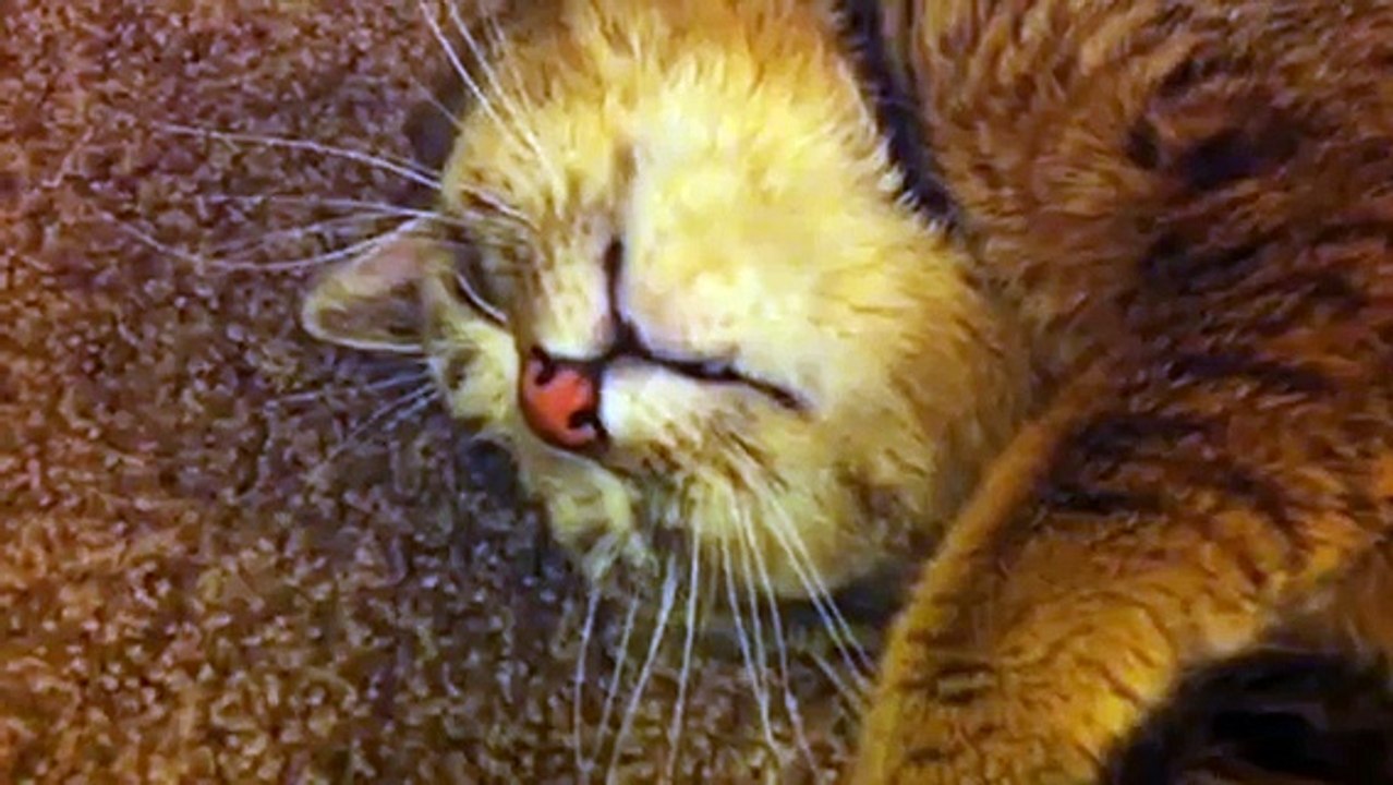 Cat listening to Quran - Bangalore Prayer Times