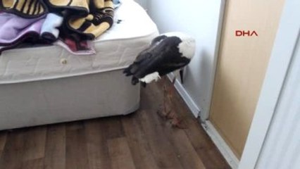 Tavşanlı Yaralı Leylek Tedavi Altına Alındı