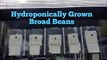Flipagram - Hydroponically Grown Broad Beans