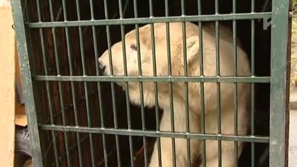 ソスト動物園に到着したシンバ (Mar. 22 2013)