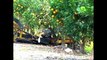 Amazing citrus harvester  new modern agriculture farm equipment technology 2016