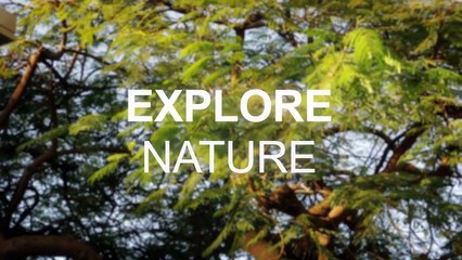 What Pokémon GO is ACTUALLY going to be like