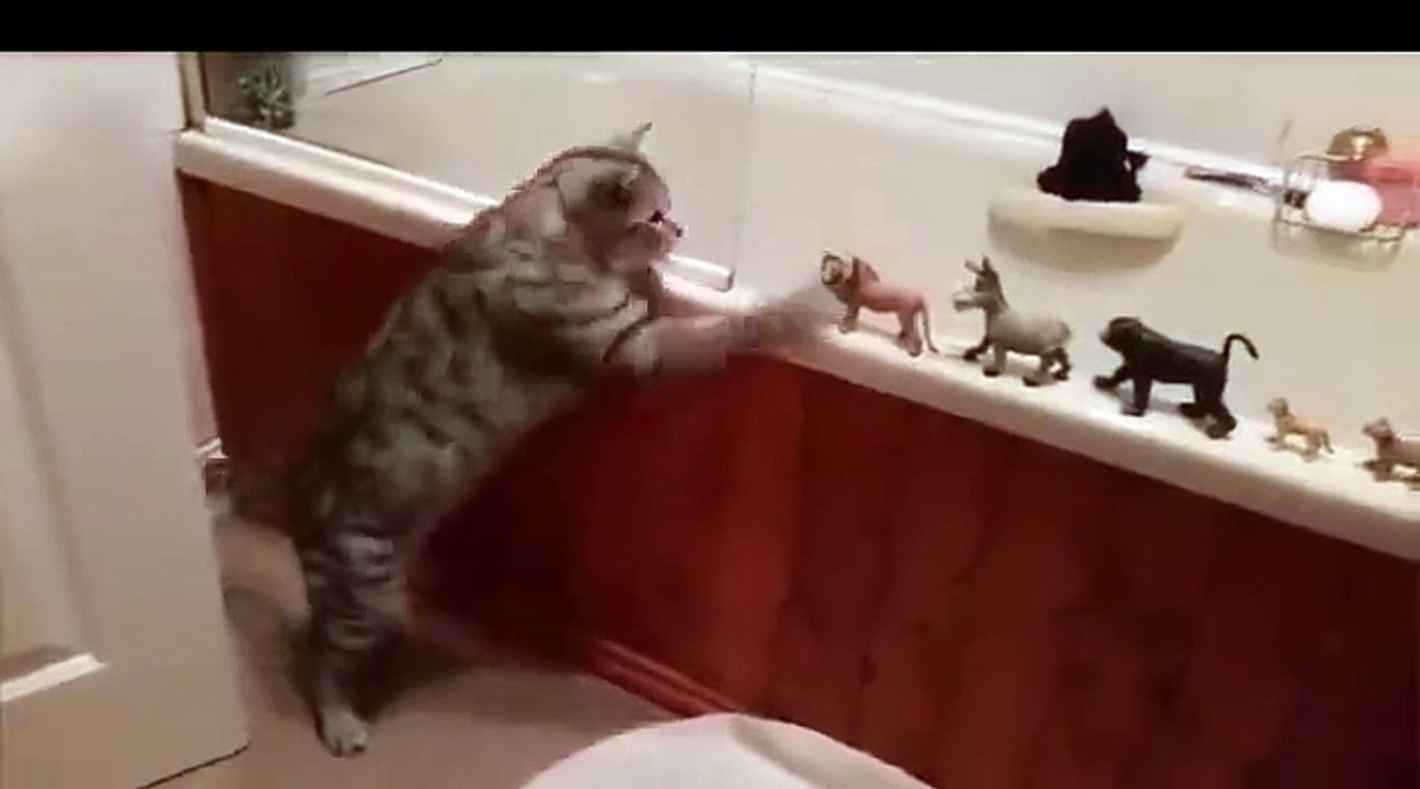 Amazing Crazy Cat