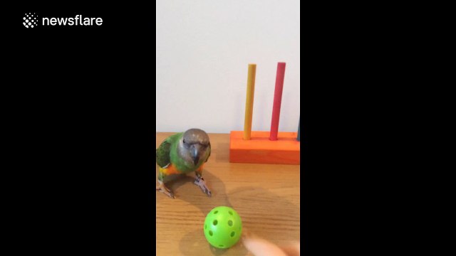 Parrot 'slam dunks' basketball