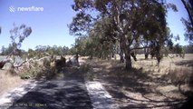 Dashcam captures tree falling onto road, blocking car
