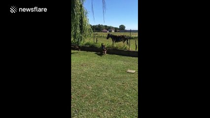 'Natural enemies' dog and horse play together