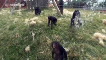 Agitated bonobos 'going ape' in their enclosure