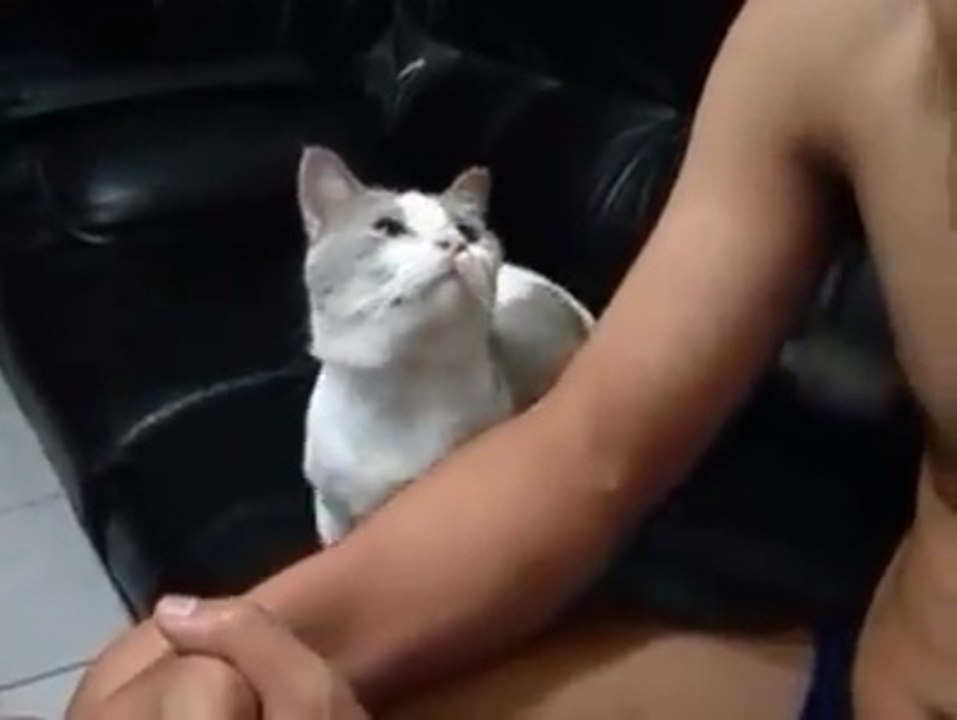 Cutest cat ever