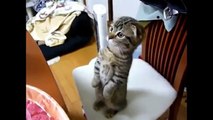 Due minuti di video per desiderare un gatto