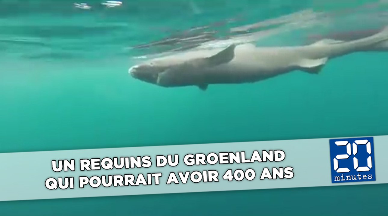 Un requins du Groenland qui pourrait avoir 400 ans