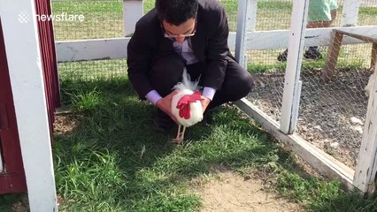 Man rotates a rooster to find they have amazing 'head stability'